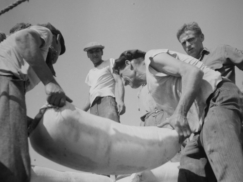 Nick Parrino, Messina, Sicily. Unloading American white flour from an Italian schooner, 1943. Source : Library of Congress, Farm Security Administration – Office of War Information photograph collection