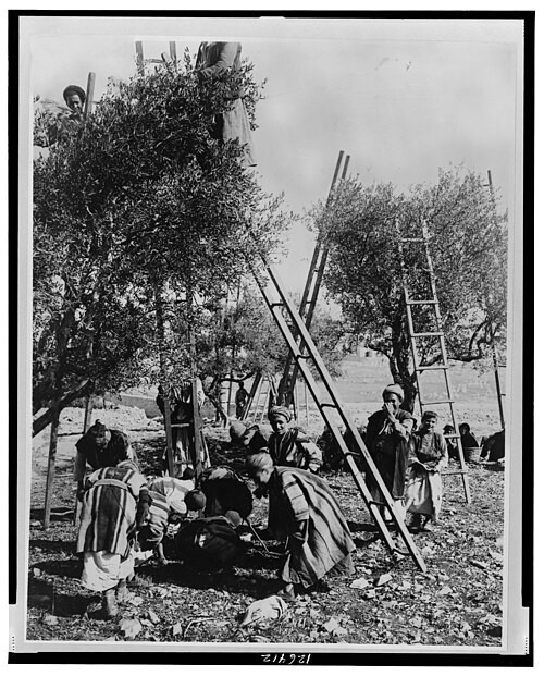 Palestine--Picking olives, entre 1880 et 1922, Frank and Frances Carpenter Collection, Library of Congress. Domaine public : https://commons.wikimedia.org/wiki/File:Palestine-Picking_olives_LCCN00651202.jpg